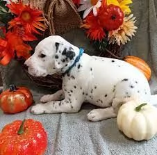 damalta cuccioli per reinserimento