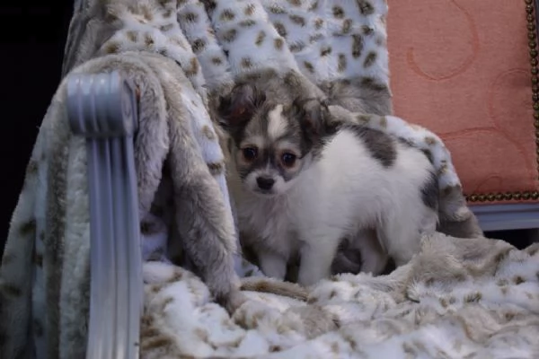cuccioli di chihuahua per re-homing | Foto 0