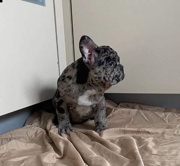 cuccioli di bulldog francese addestrati