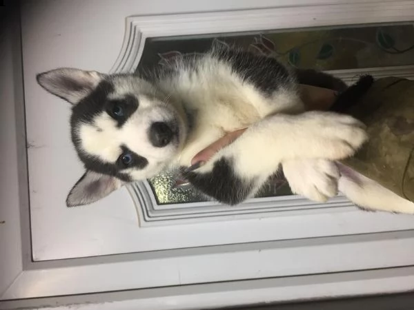 cuccioli di husky siberiano di razza pura | Foto 0