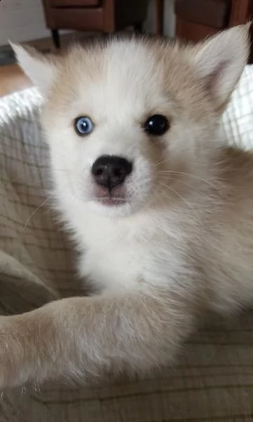 cuccioli di husky siberiano di razza pura