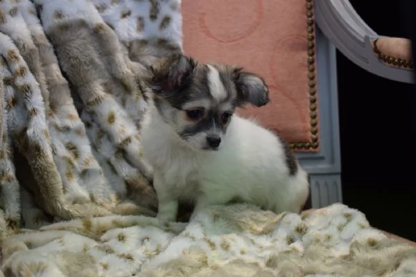 cuccioli di chihuahua per re-homing