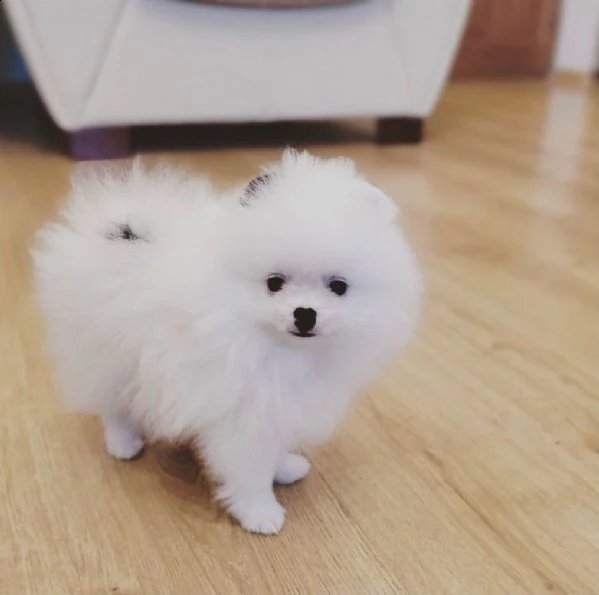 vendo cuccioli di spitz pomerania maschio e femmina.  | Foto 2