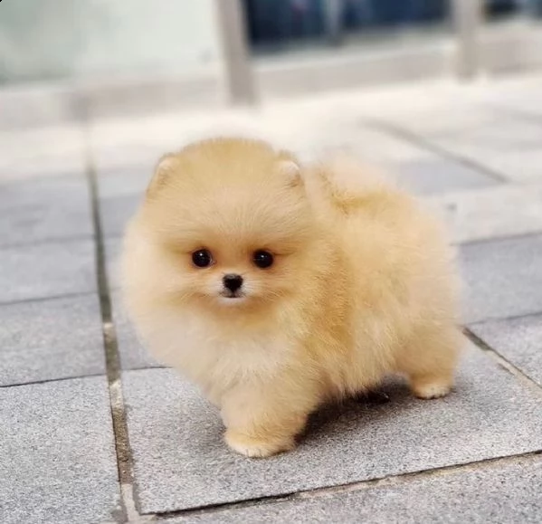 vendo cuccioli di spitz pomerania maschio e femmina.  | Foto 1