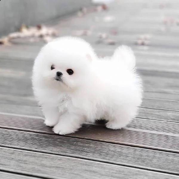 vendo cuccioli di spitz pomerania maschio e femmina. 