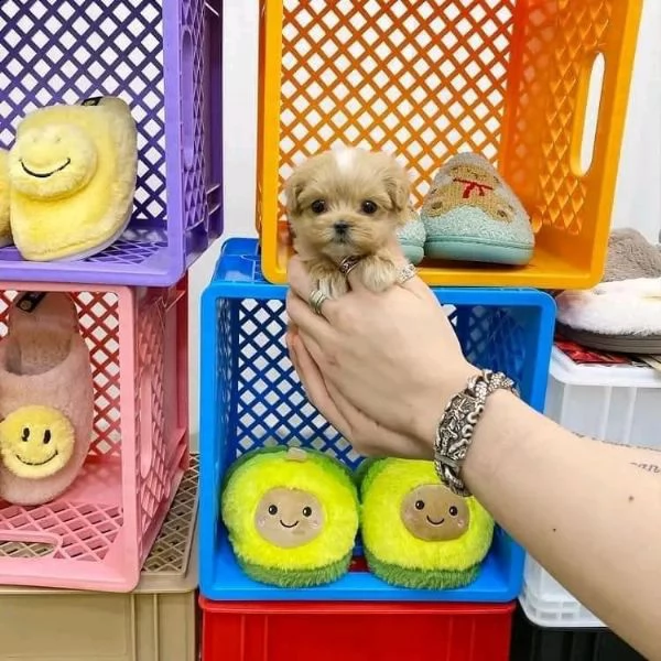 regalo cuccioli di barboncino mini red