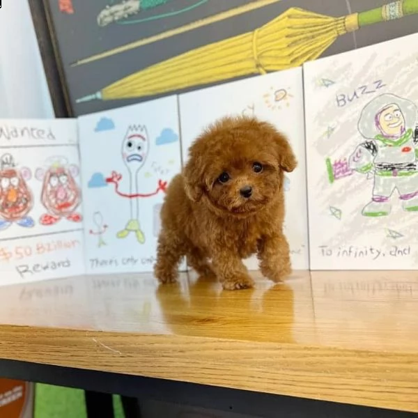 regalo cuccioli di barboncino  4 toy 