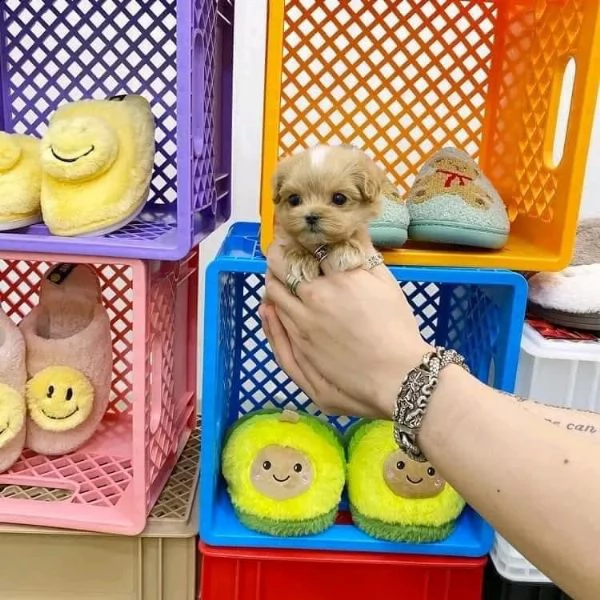 regalo  cuccioli di barboncino  akc 