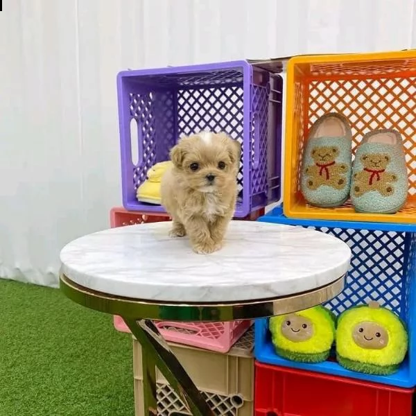 regalo adorabile giocattolo maltipoo cuccioli! barboncino giocattolo maltese x giocattolo!