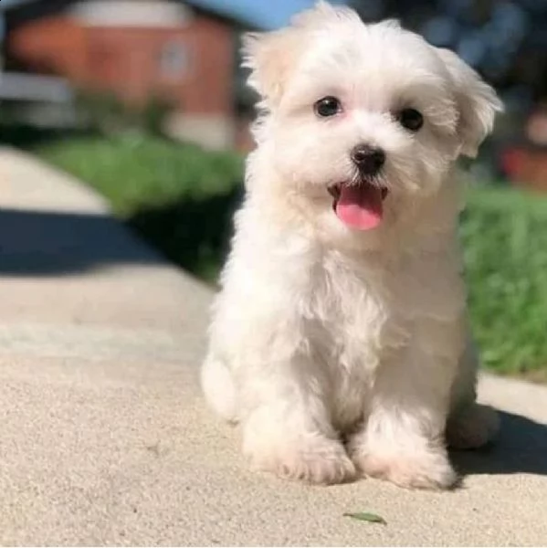 regalo adorabile eccezionale tazza da tè cuccioli maltesi disponibili