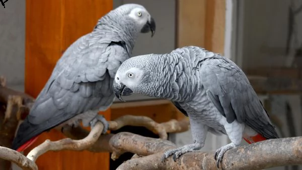 pappagalli grigio africano pronto a partire