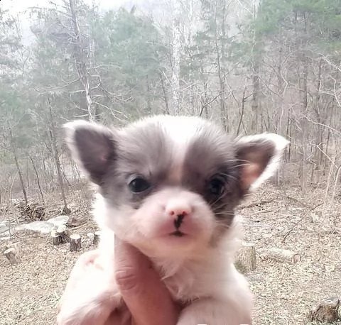 cuccioli di chihuahua per re-homing