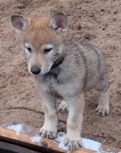 disponibili cuccioli di cane lupo cecoslovacco | Foto 3