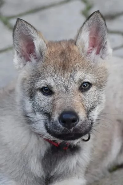 disponibili cuccioli di cane lupo cecoslovacco | Foto 2