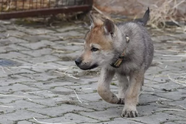 disponibili cuccioli di cane lupo cecoslovacco | Foto 1