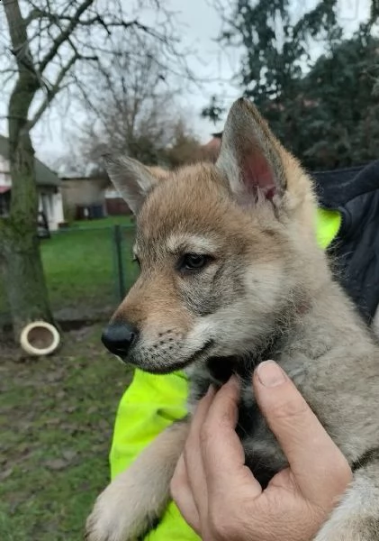 disponibili cuccioli di cane lupo cecoslovacco | Foto 0