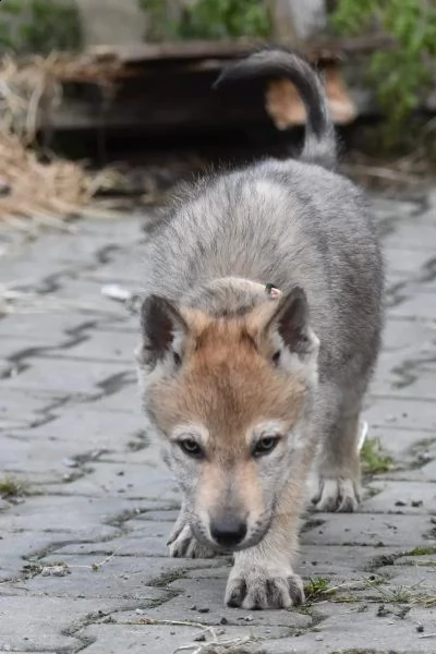 disponibili cuccioli di cane lupo cecoslovacco