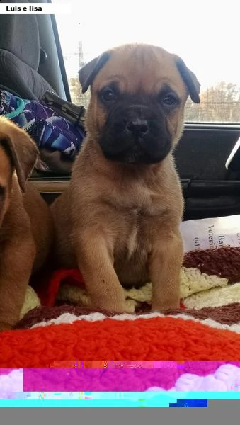 regalo bullmastiff cuccioli,..,