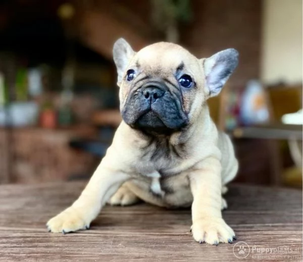 cuccioli di bulldog francese addestrati | Foto 0
