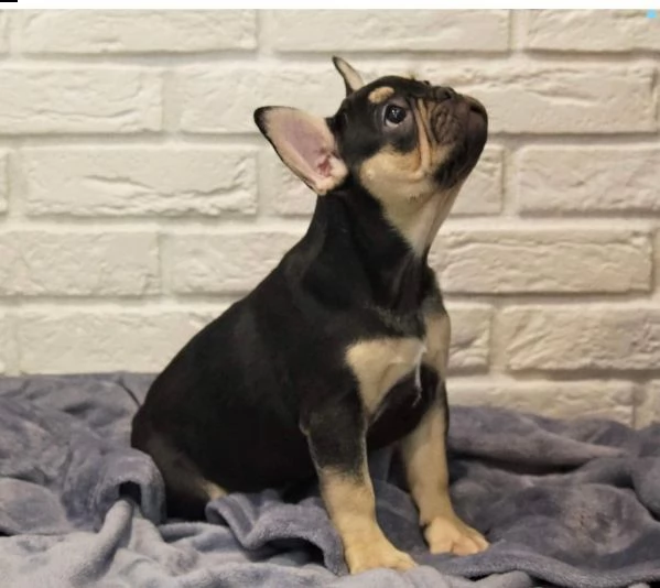 cuccioli di bulldog francese addestrati