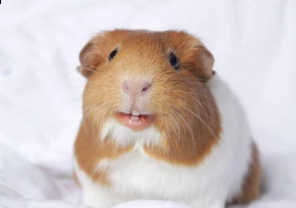 in adozione per chi fosse interessato