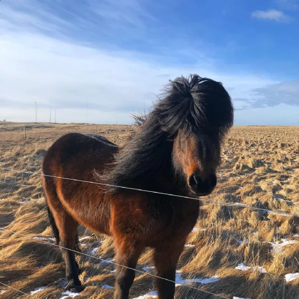 in adozione per chi fosse interessato