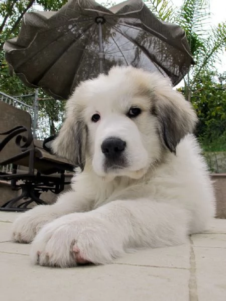 cuccioli di cane da montagna dei pirenei | Foto 1