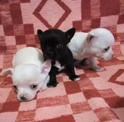 cuccioli di chihuahua per re-homing