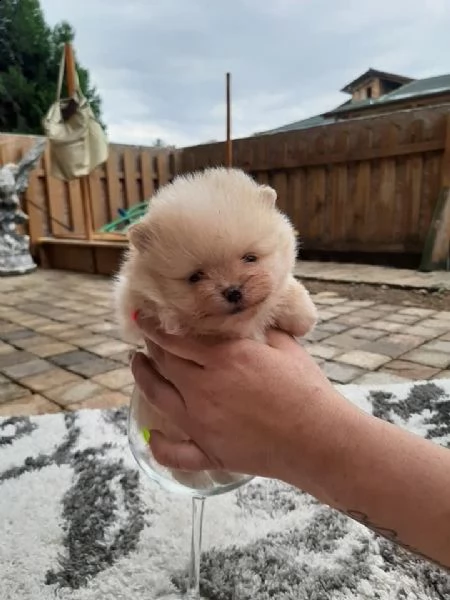 cuccioli di pomerania | Foto 2