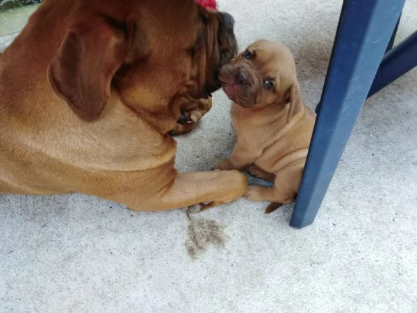 cuccioli di dogue de bordeaux | Foto 3