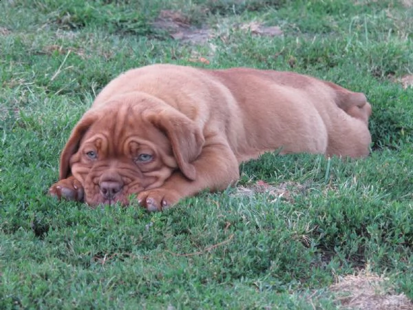 cuccioli di dogue de bordeaux | Foto 2