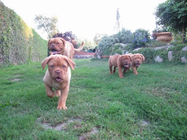 cuccioli di dogue de bordeaux | Foto 1