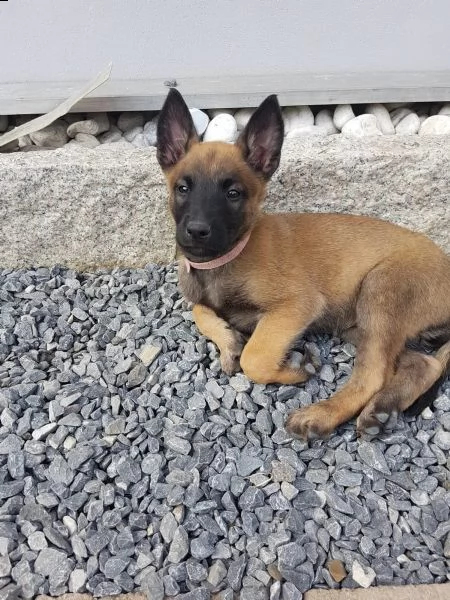cuccioli di malinois belga | Foto 4