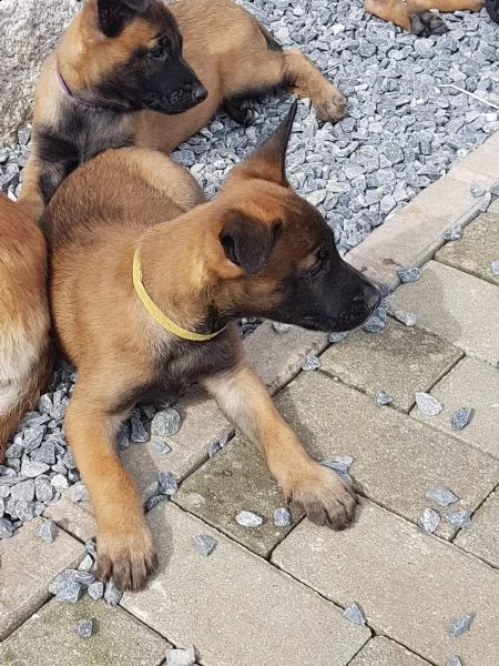 cuccioli di malinois belga