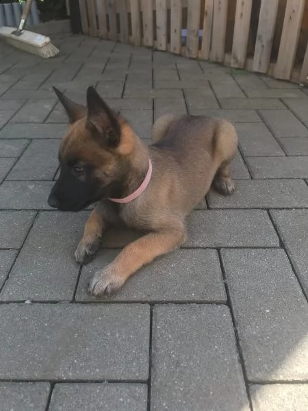 cuccioli di malinois belga | Foto 2