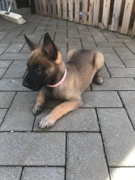cuccioli di malinois belga | Foto 1