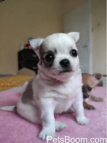 cuccioli di chihuahua per re-homing | Foto 0
