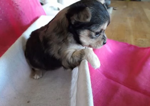 cuccioli di chihuahua per re-homing