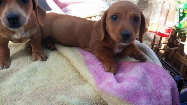 bellissimi cuccioli di bassotto in adozione