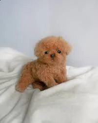 regalo cucciolo di barboncino da privato.