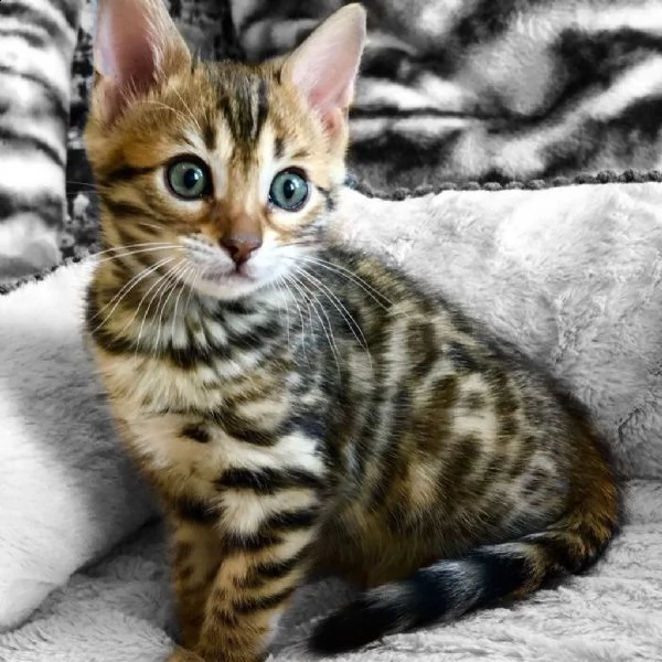 regalo beagle cuccioli meravigliosi ! 