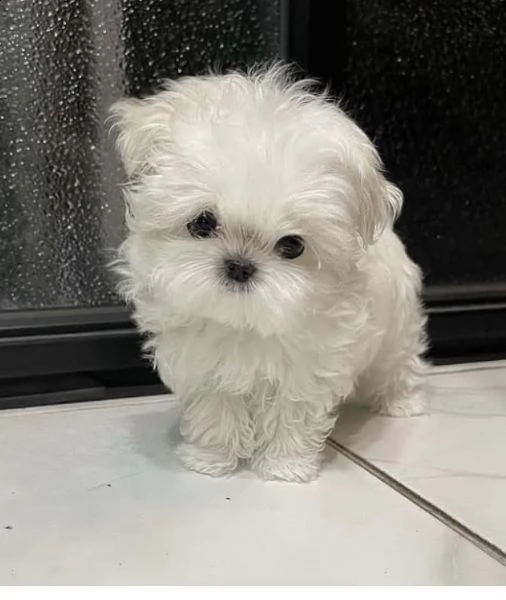 regalo  maltese mini toy( | Foto 0