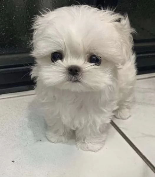 regalo  maltese mini toy(