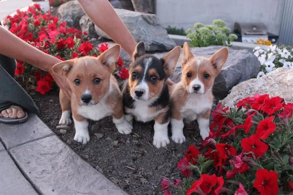 vendo cuccioli di welsh corgi