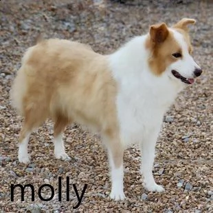 i cuccioli autopulenti sono unici: cercano nuove case | Foto 1