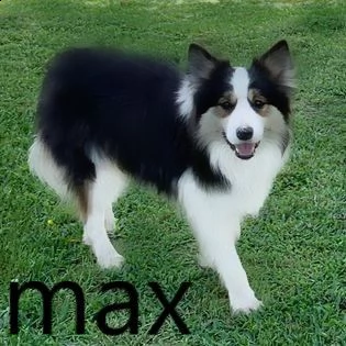 i cuccioli autopulenti sono unici: cercano nuove case