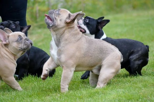 cuccioli di bulldog francese addestrati