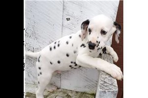 damalta cuccioli per reinserimento | Foto 0