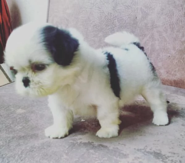 i cuccioli sono disponibili in loco ora