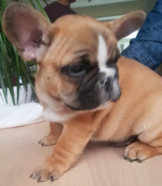 cuccioli di bulldog francese addestrati | Foto 0